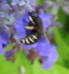 Xylocopa tabaniformis parkinsoniae