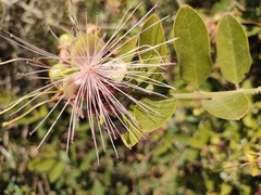 Capparis tomentosa