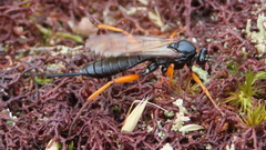 Pimpla rufipes