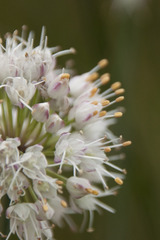 Allium suaveolens
