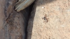 Menemerus bivittatus