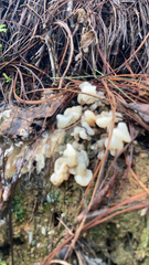 Ductifera pululahuana