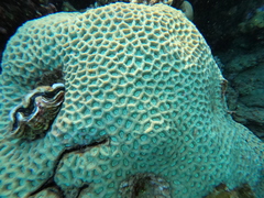 Goniastrea thecata