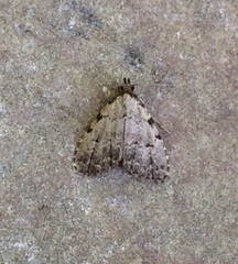 Dyspyralis puncticosta