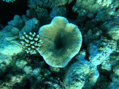 Podabacia sinai
