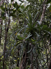 Freycinetia arborea