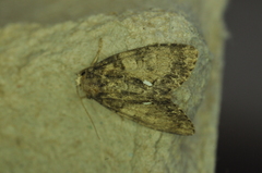 Chytonix palliatricula