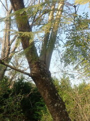 Jacaranda mimosifolia