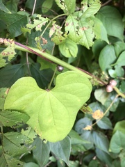Dioscorea polystachya