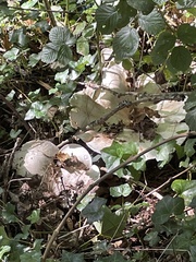 Leucopaxillus