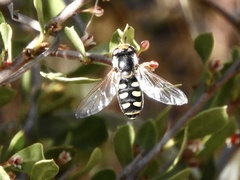 Austroscaeva occidentalis