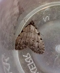 Dyspyralis puncticosta