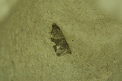 Clepsis virescana