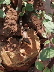 Trachylepis