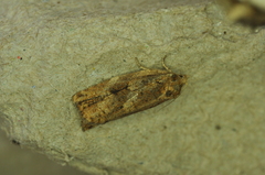 Choristoneura fumiferana