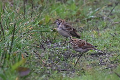 Calcarius lapponicus