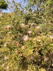 Capparis tomentosa