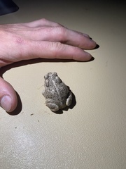 Anaxyrus microscaphus