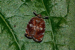 Lophopidae