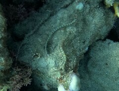 Corythoichthys flavofasciatus