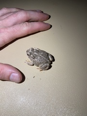 Anaxyrus microscaphus