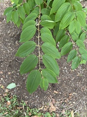 Heptacodium