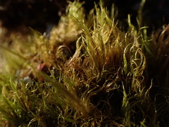 Dicranum montanum