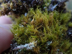 Dicranum montanum