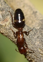 Colobopsis truncata