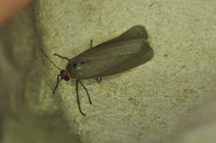 Manulea bicolor