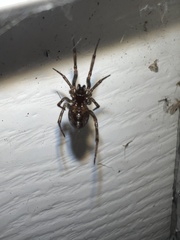 Steatoda borealis