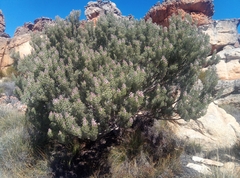 Paranomus tomentosus