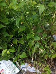 Carex longii