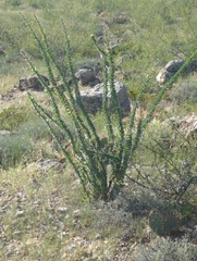 Fouquieria splendens