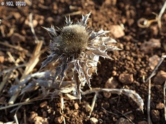 Carlina lanata