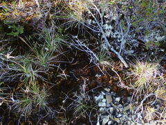 Campylopus atrovirens