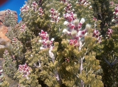 Paranomus tomentosus