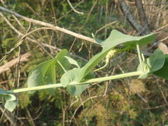 Passiflora subpeltata
