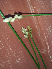 Carex longii