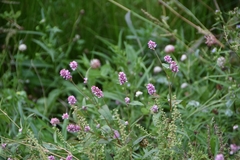Persicaria pensylvanica