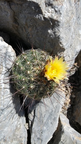 Coryphantha delaetiana