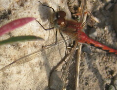 Sympetrum internum
