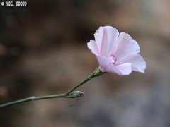 Convolvulus dorycnium