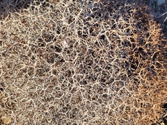 Sarcopoterium spinosum