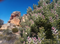 Paranomus tomentosus