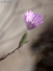 Dianthus strictus