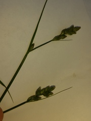 Carex longii