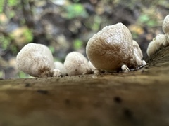 Schizophyllum amplum