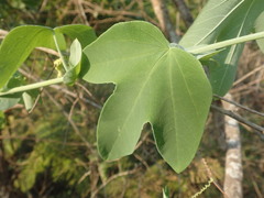 Passiflora subpeltata
