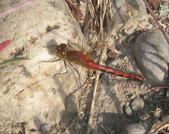 Sympetrum internum
